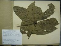 Herbarium sample